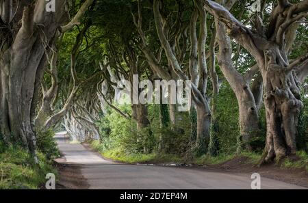 Une route traverse les haies sombres, une rangée de hêtres en Irlande du Nord, au Royaume-Uni Banque D'Images