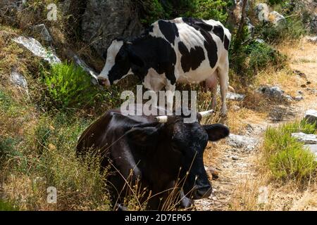 Gros plan d'une vache debout et d'une autre dans la nature Banque D'Images