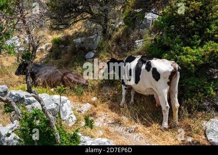 Paysage avec une vache debout et un autre couché dans la nature Banque D'Images