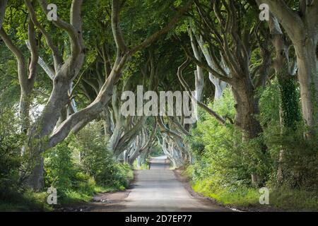 Une route traverse les haies sombres, une rangée de hêtres en Irlande du Nord, au Royaume-Uni Banque D'Images