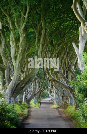 Une route traverse les haies sombres, une rangée de hêtres en Irlande du Nord, au Royaume-Uni Banque D'Images