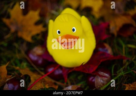 Canard en caoutchouc dans les feuilles, automne, arrière-plan Banque D'Images