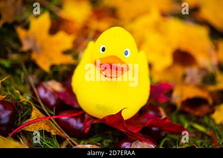 Canard en caoutchouc dans les feuilles, automne, arrière-plan Banque D'Images