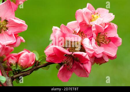 Chaenomeles Rose Lady Quince fleurs Banque D'Images