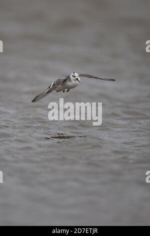 Phalarope à bec large (Phalaropus fulicarius grey) Banque D'Images