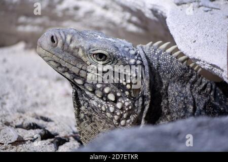 Iguanas Cayo Largo Iguana's Island Banque D'Images