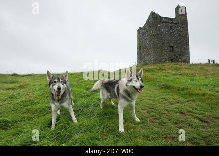 Portrait des chiens inuits du Nord qui ont joué aux direwolves 'Summer' et 'Graywind' de la série Game of Thrones, photographiés devant le Cast d'Audley Banque D'Images