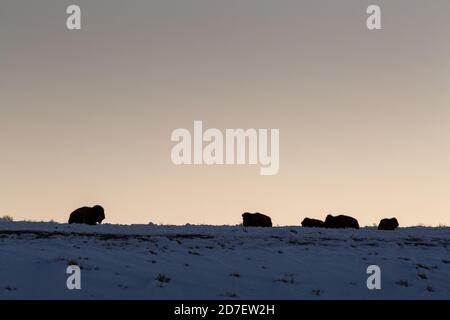 Un petit troupeau de bisons dormant au sommet d'une colline au lever du soleil. Parc national de Grand Teton, Wyoming Banque D'Images