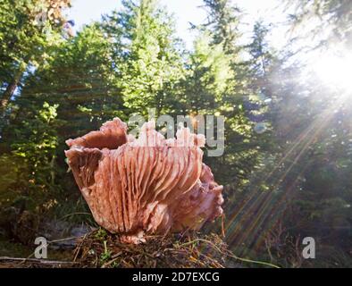 Hygrophorus russula, un grand champignon rose trouvé dans le Nord-Ouest du Pacifique. Celui-ci se trouve dans les montagnes Cascade du centre de l'Oregon. Non comestible. Banque D'Images