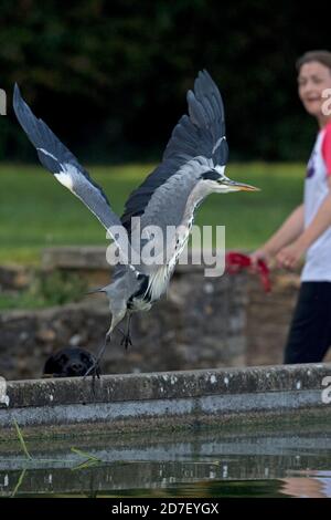 Héron gris (Ardea cinerea) avec la personne la regardant Banque D'Images