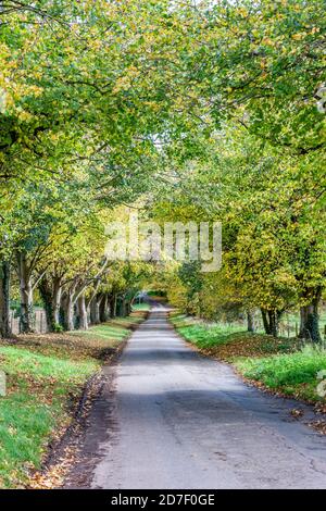 Northampton, Royaume-Uni, Météo, 22 octobre 2020 lumière du soleil après-midi sur l'avenue des arbres près de Brockhall, Northamptonashire . Crédit : Keith J Smith./Alamy Live News Banque D'Images