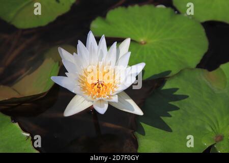 Nénuphar blanc avec des étamines jaunes dans le marais. Avec un arrière-plan flou de feuilles de lotus lors d'une journée ensoleillée. Mise au point sélective. Banque D'Images