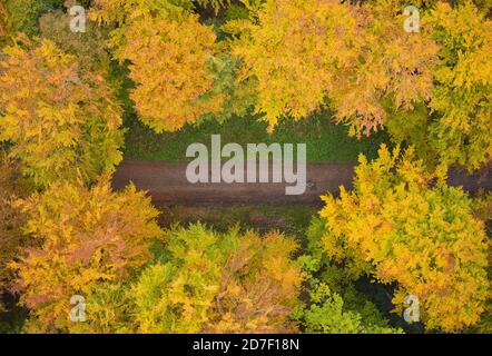 Le cycliste passe devant une forêt à feuilles caduques en automne avec des feuilles de couleur à Marktoberdorf, Bavière, Allemagne, le 21 octobre 2020. © Peter Schatz / Alamy Live News Banque D'Images