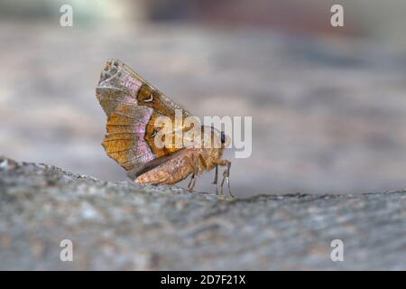 Thorax violet (selenia tétralunaria) Banque D'Images