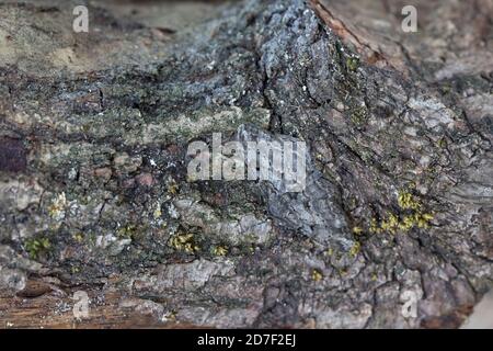 Saule Beauty Moth (Peribatodes rhomboidaria) Banque D'Images