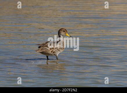 Pintail à bec jaune (Anas georgica) adulte debout en eau peu profonde dans la province de Buenos Aires, Argentine Janvier Banque D'Images