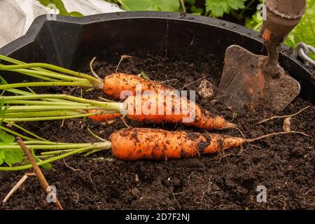 Des carottes fraîchement creusées, cultivées dans un seau. Banque D'Images