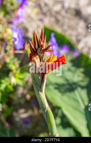 Vue macro de superbes bourgeons naissants colorés sur un nénuphar de cana, ressemblant à un oiseau de fleur de paradis, avec bokeh en plein soleil Banque D'Images