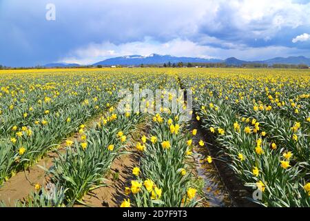 Champs de Daffodil jaune dans la vallée de Skagit, Washington-États-Unis Banque D'Images