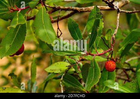 Feuilles vertes et baies rouges du Strawberry Tree (Arbutus unedo) dans un environnement naturel et sauvage. Parc naturel d'Arrabida, Setubal, Portugal. Banque D'Images