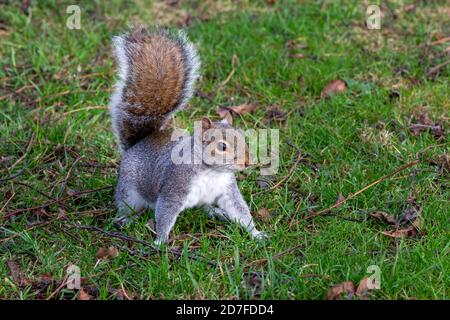 L'écureuil gris de l'est, Sciurus carolinensis, qui se trouve dans les feuilles d'automne du parc King George, Londres Banque D'Images