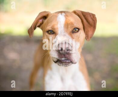 Un chien mixte de race rouge et blanche qui regarde la caméra Banque D'Images