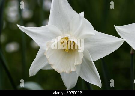 Narcisse est un genre de plantes vivaces à fleurs printanières. Parmi les noms communs figurent le daffodil, le narcisse et le jonquil. Banque D'Images