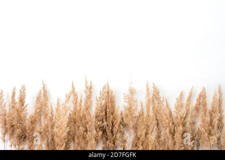 fleur séchée sur un blanc de fleurs de roseau séchée au fond sur un vue de dessus d'arrière-plan blanche Banque D'Images