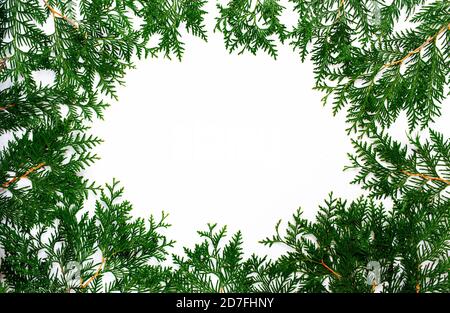 des branches de thuja sur un fond blanc se trouvent dans un cercle Banque D'Images