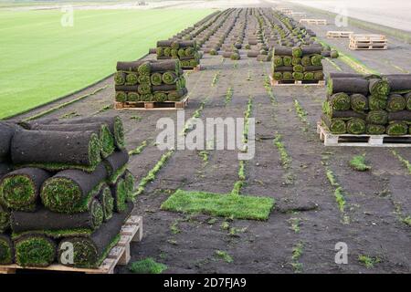 La culture de belles moquettes d'herbe et des pelouses de tapis roulées pour Jardins et parcs - septembre 2020 Banque D'Images