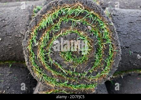 La culture de belles moquettes d'herbe et des pelouses de tapis roulées pour Jardins et parcs - septembre 2020 Banque D'Images