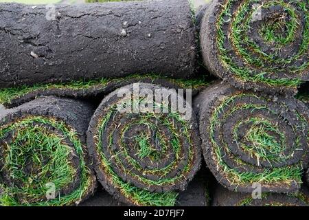 La culture de belles moquettes d'herbe et des pelouses de tapis roulées pour Jardins et parcs - septembre 2020 Banque D'Images