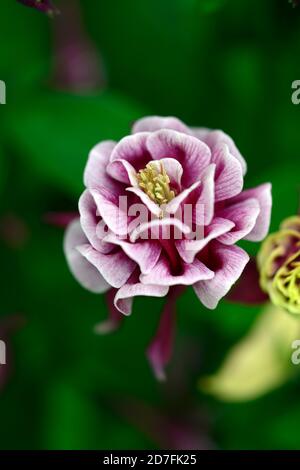 Aquilegia vulgaris Winky Double Rouge-blanc,double fleurs rouges et blanches,floraison,fleurs,vivaces,colonnines,columbine,rouge et blanc, bicolore, bicolore Banque D'Images