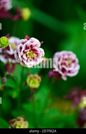 Aquilegia vulgaris Winky Double Rouge-blanc,double fleurs rouges et blanches,floraison,fleurs,vivaces,colonnines,columbine,rouge et blanc, bicolore, bicolore Banque D'Images