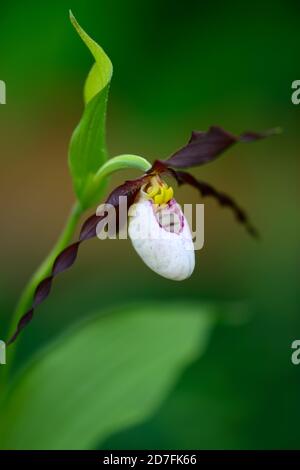 Cypripedium Frosch's Mountain King,CYP,orchidée robuste,Ladyslipper,orchidée,orchidées,fleurs,fleurs,fleurs,fleurs,fleurs,pourpre,blanc,bicolore,orchidées à lamelles,lady's. Banque D'Images