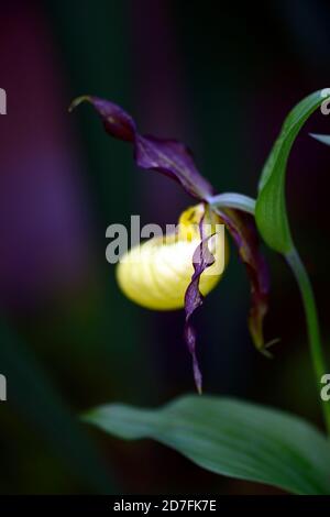 Cypripedium Otto,CYP,orchidée hardy,Ladyslipper,orchidée,orchidées,fleurs,fleurs,fleurs,fleurs brunes jaunes,bicolore,orchidées à lamelles,slipper de dame Banque D'Images