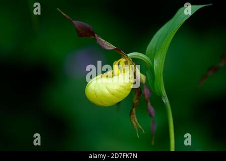 Cypripedium Otto,CYP,orchidée hardy,Ladyslipper,orchidée,orchidées,fleurs,fleurs,fleurs,fleurs brunes jaunes,bicolore,orchidées à lamelles,slipper de dame Banque D'Images