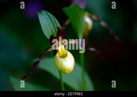 Cypripedium Otto,CYP,orchidée hardy,Ladyslipper,orchidée,orchidées,fleurs,fleurs,fleurs,fleurs brunes jaunes,bicolore,orchidées à lamelles,slipper de dame Banque D'Images