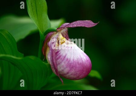 Cypripedium Sabine,Cypripedium fasciolatum x matranthos,CYP,orchidée durcis,Ladyslipper,orchidée,orchidées,fleur,fleur,fleur,violet,blanc,bicolore,slipp Banque D'Images