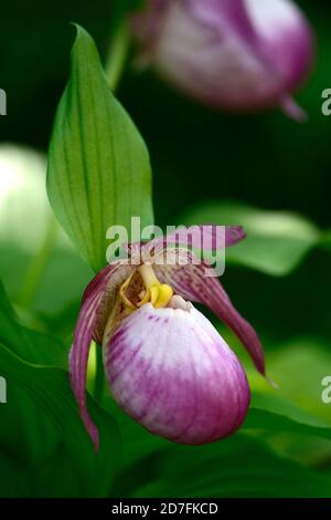 Cypripedium Sabine,Cypripedium fasciolatum x matranthos,CYP,orchidée durcis,Ladyslipper,orchidée,orchidées,fleur,fleur,fleur,violet,blanc,bicolore,slipp Banque D'Images