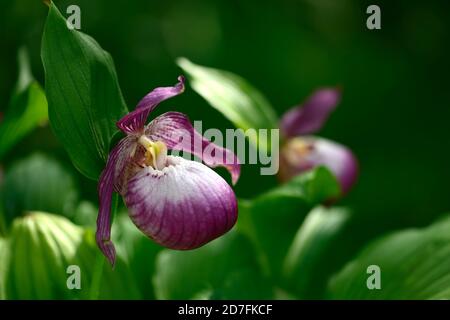 Cypripedium Sabine,Cypripedium fasciolatum x matranthos,CYP,orchidée durcis,Ladyslipper,orchidée,orchidées,fleur,fleur,fleur,violet,blanc,bicolore,slipp Banque D'Images