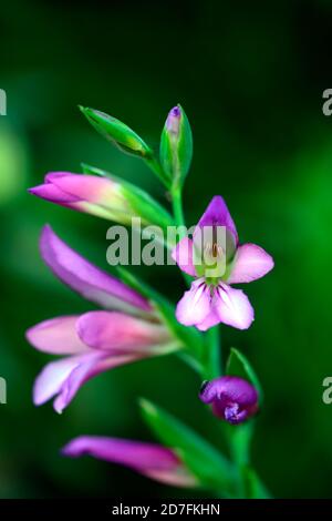 Gladiolus communis sous-espèce byzantinus,fleurs gladioli roses,fleurs gladiolus roses,fleurs,fleurs sauvages,RM Floral Banque D'Images