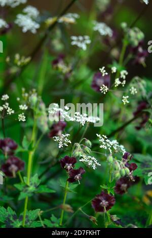 Géranium phaeum samobor,fleurs noires,fleur,bec de canneberges,veuve moulante,veuve noire,fleur,RM Floral Banque D'Images