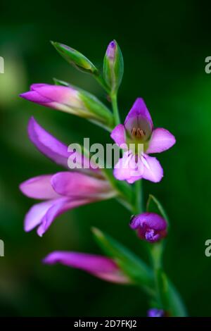 Gladiolus communis sous-espèce byzantinus,fleurs gladioli roses,fleurs gladiolus roses,fleurs,fleurs sauvages,RM Floral Banque D'Images