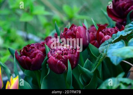 Tulipe Nachtwacht,Tulipa Nachtwacht,Tulipa Night Watch,Tulip Night Watch,Double Poeny tulipes fleuries,pivoine Tulipes, rayures jaunes marron foncé, fleurs en bois Banque D'Images