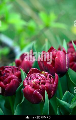 Tulipe Nachtwacht,Tulipa Nachtwacht,Tulipa Night Watch,Tulip Night Watch,Double Poeny tulipes fleuries,pivoine Tulipes, rayures jaunes marron foncé, fleurs en bois Banque D'Images