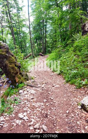 Sentier de Vogar, lac Bohinj, Slovénie Banque D'Images