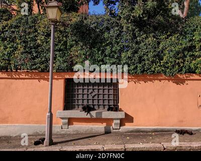 Quatre chats noirs isolés sur un banc à Rome, Italie. Chats isolés à Rome. Chats isolés devant un mur orange. Banque D'Images