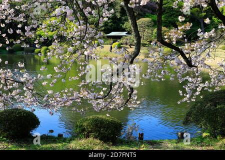 Cerisiers en fleurs de Shinjuku Gyoen Garden.Shinjuku.Tokyo.Japon Banque D'Images