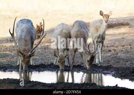 cerf en forêt, Javan rusa dans le parc national de Baluran, Java, Indonésie Banque D'Images